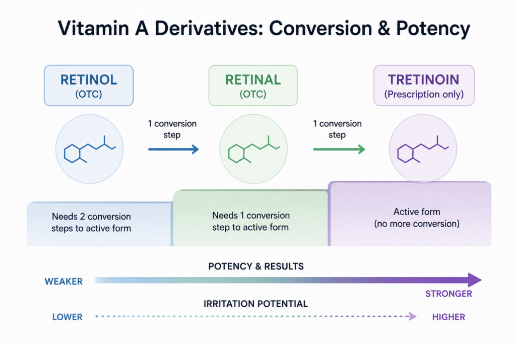Vitamin A Derivatives Conversion and Potency